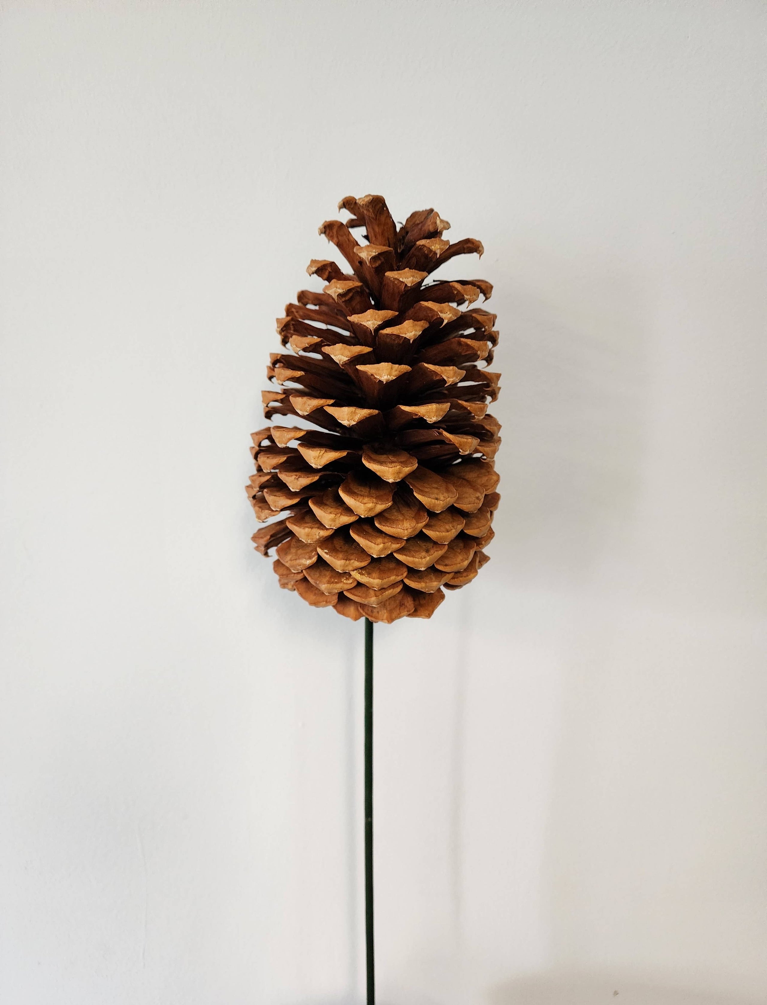 Jeffrey Pine Cones | The GreeneHouse